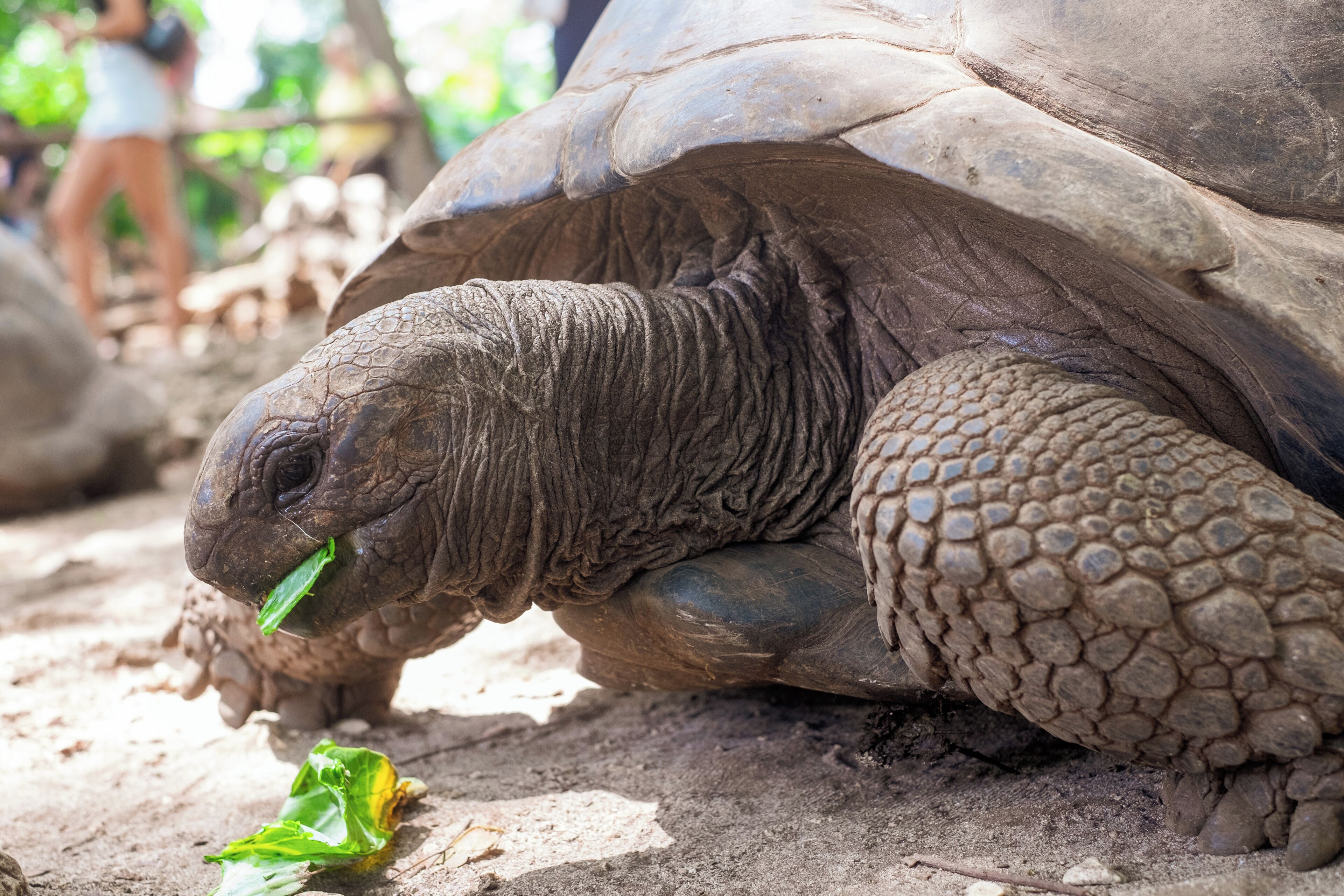 Foto - Eden Paradise