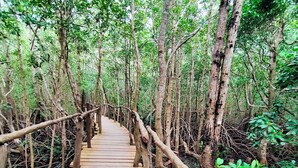 Un paseo marítimo de madera a través de un bosque de manglares.