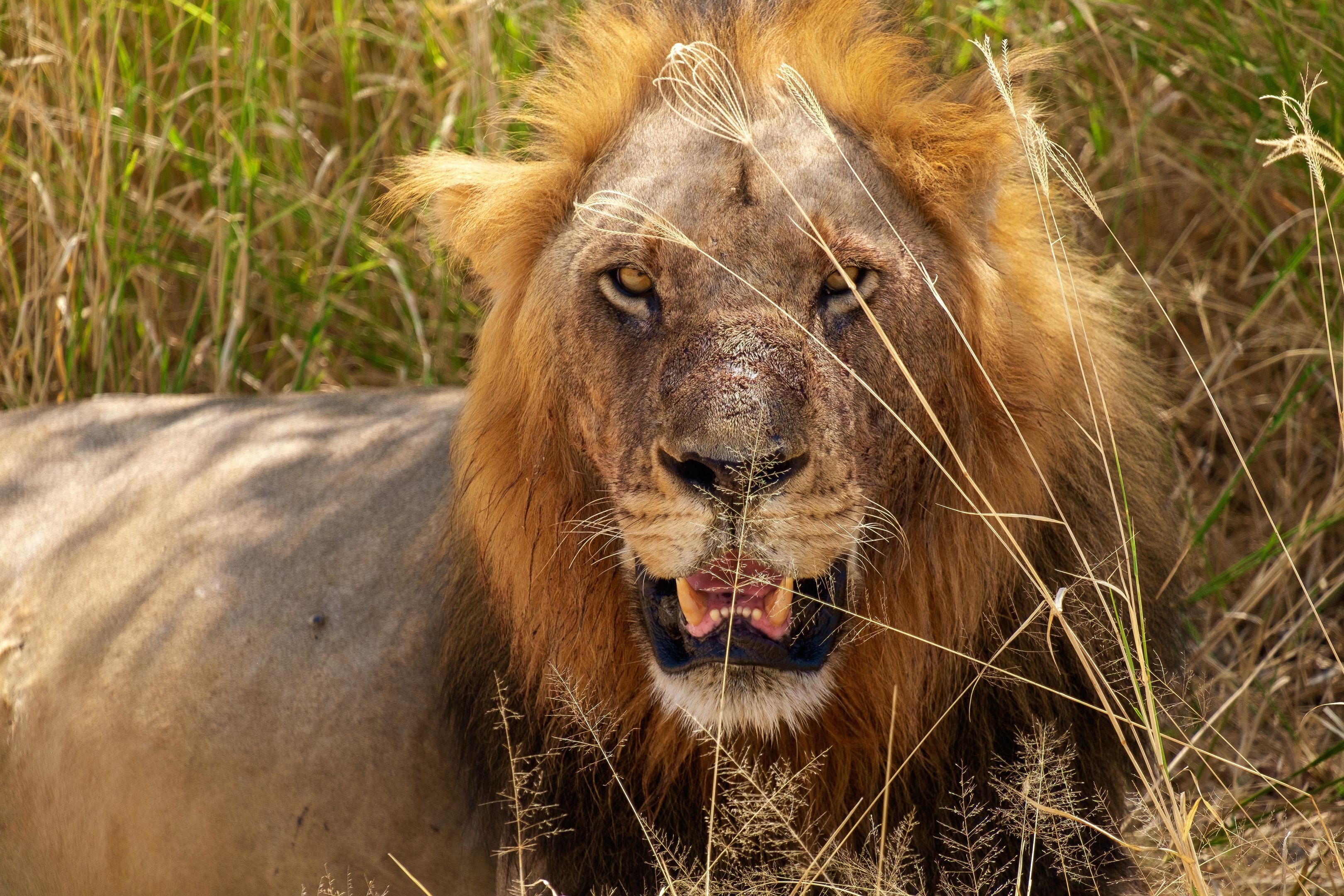 A lion with a mane, surrounded by tall grass.