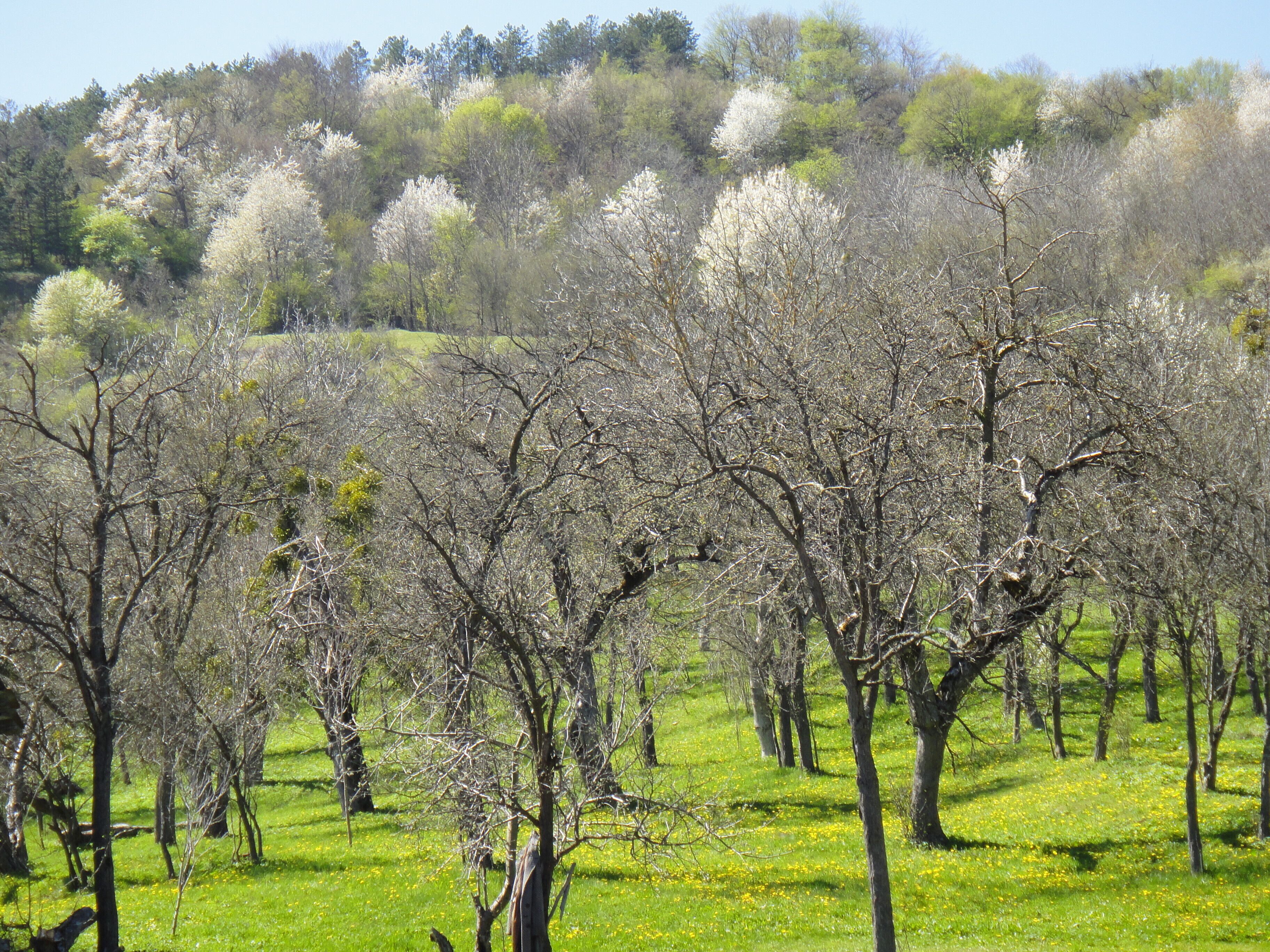 A field of trees with green grass and yellow flowers.