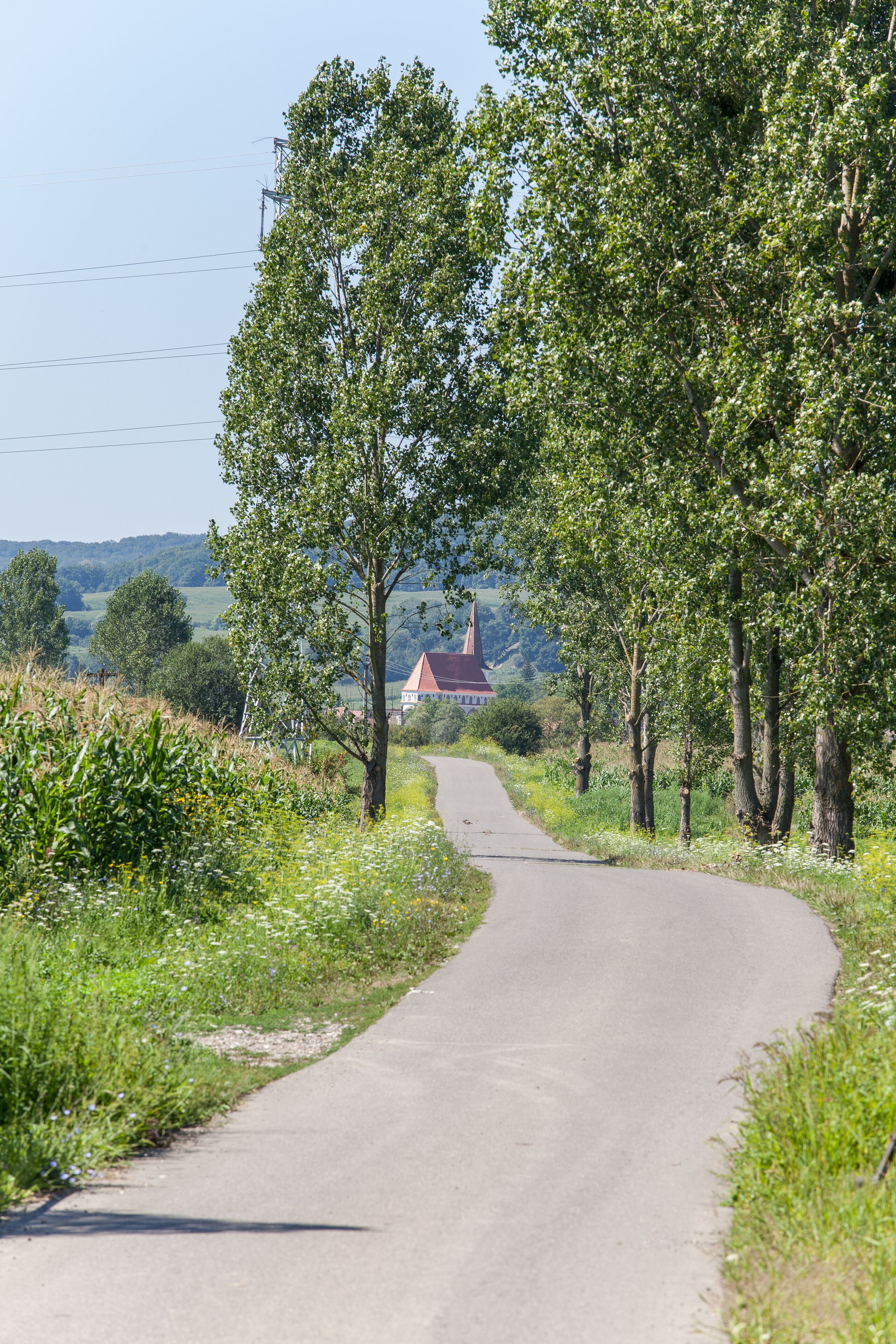 A narrow rural road flanked by trees and greenery, leading to a distant building with a red roof.