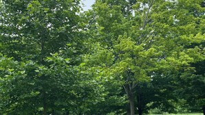 A park with multiple trees and a grassy field. - Executive / Family Home | 2 BR • Office • Parking • 10mins to Toronto or Pearson (Mississauga)