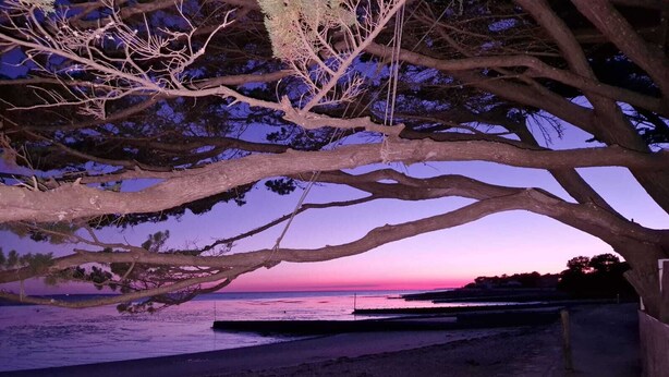 Escena de playa con un árbol que da sombra sobre la arena, un muelle que se adentra en el agua y una puesta de sol al fondo.