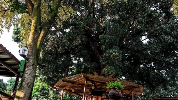 A gazebo with a wooden roof and metal railing, surrounded by lush greenery and trees. - Golden Court (Kampala)