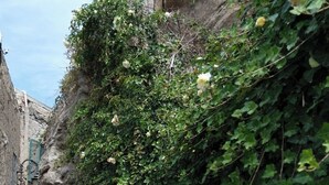 A narrow alleyway with a brick pathway, flanked by buildings and dense green foliage.