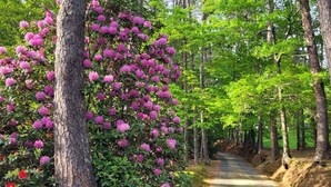 Une route asphaltée bordée d’arbres imposants et d’un arbuste en fleurs aux fleurs roses.