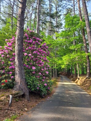 Property grounds - Tranquil Park Like Setting Nestled in a Secluded Valley  License #008804 (Blairsville)