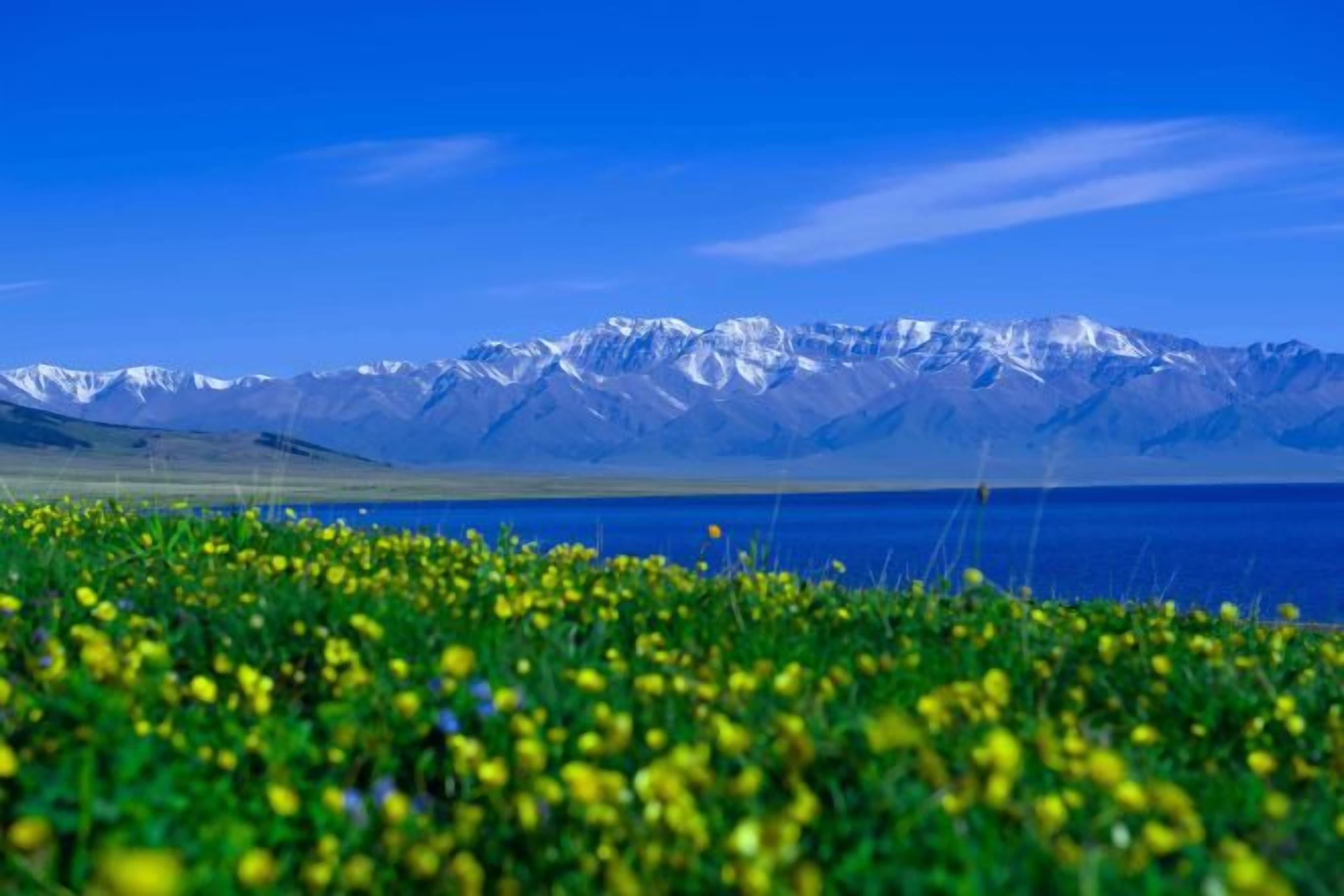A mountainous landscape with a clear sky and a field of yellow flowers in the foreground.