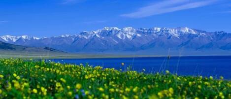A mountainous landscape with a clear sky and a field of yellow flowers in the foreground.