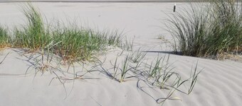 Chalet T12 inclusief Fietsen. Zee en Strand op loopafstand!