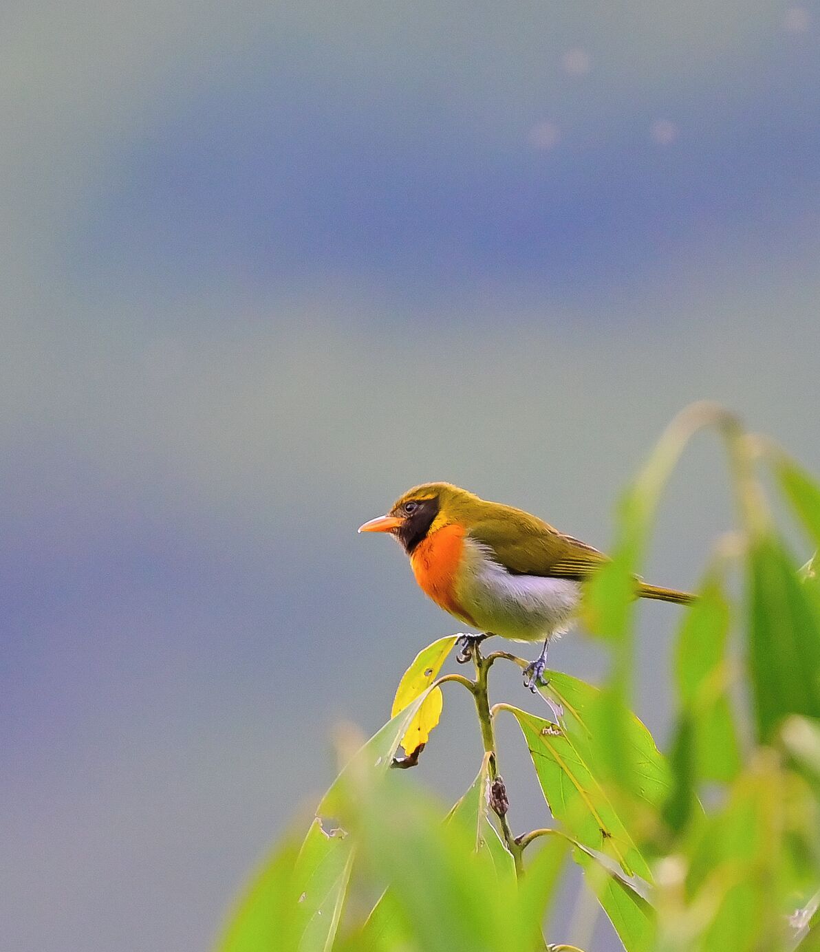 كابينة مريحة - سرير كبير - منظر للجبل | شرفة/رواق