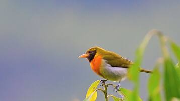 Comfort Cabin, 1 Queen Bed, Mountain View | Terrace/patio