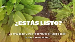 A garden with lush green foliage, including banana leaves and other tropical plants. - encanto Toscano (Quimbaya)