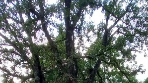 Un albero grande in una zona erbosa con un tavolo da picnic nelle vicinanze.