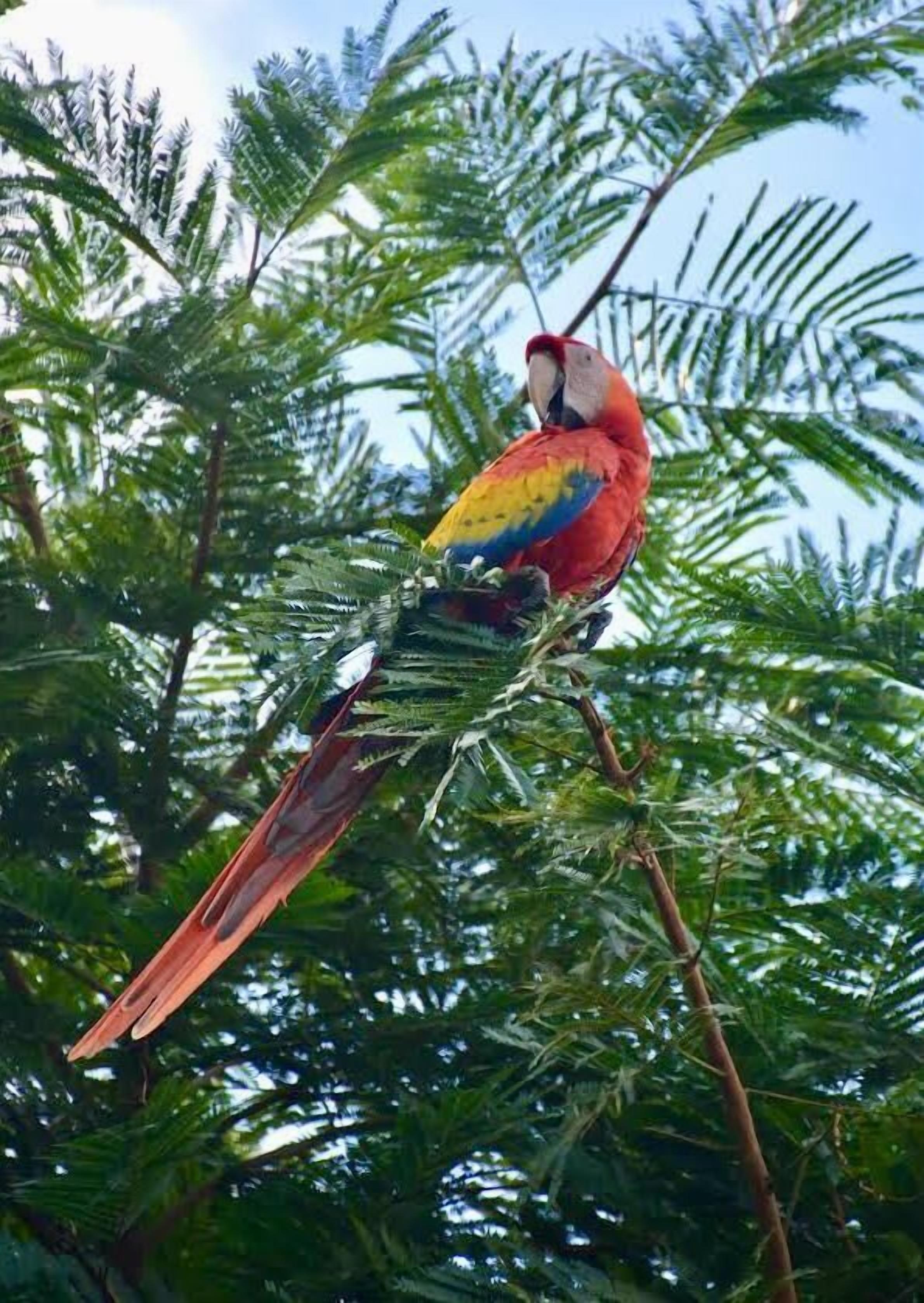 A parrot perched on a branch with dense green foliage in the background.