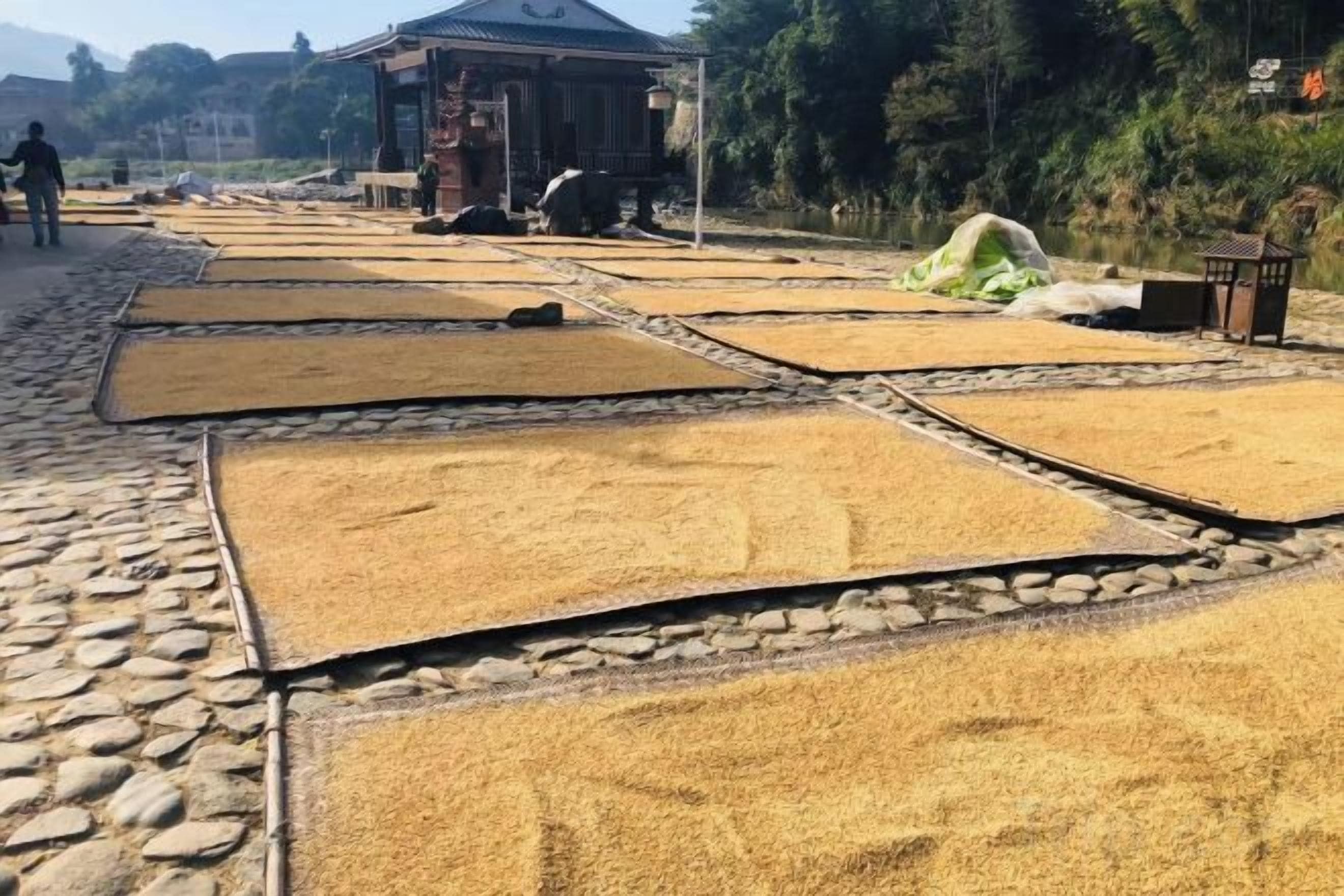Un patio con superficies grandes, planas y rectangulares cubiertas de granos, posiblemente arroz, y un sendero de piedra que lo atraviesa.