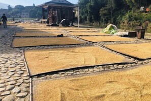 Un patio con superficies grandes, planas y rectangulares cubiertas de granos, posiblemente arroz, y un sendero de piedra que lo atraviesa.