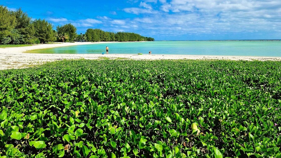 Natura Nikao Beach Villa