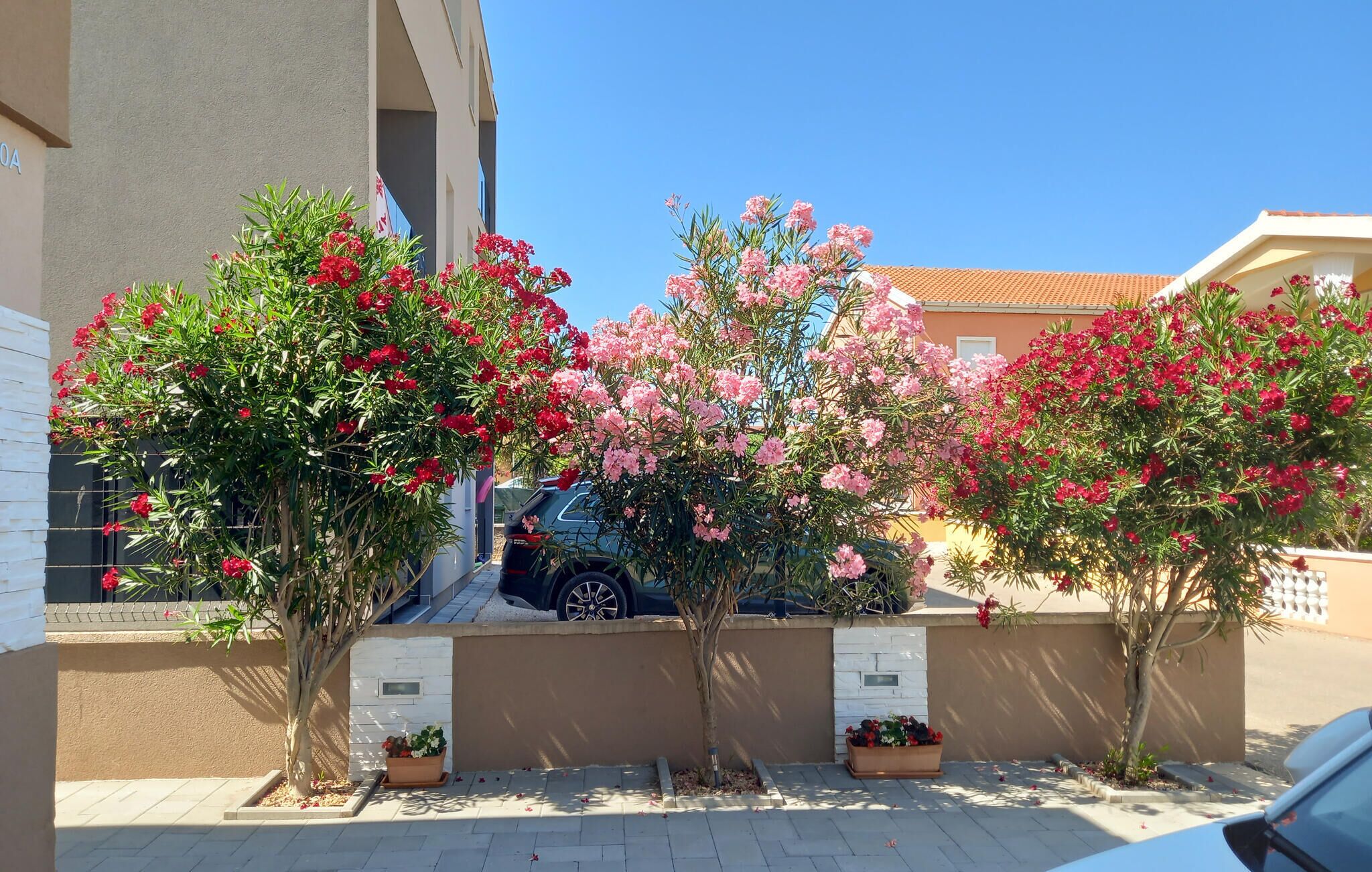 Um bairro residencial com calçada pavimentada, um carro estacionado e árvores floridas.