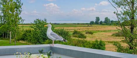 Eine Möwe auf einem Balkon mit Blick auf eine ländliche Landschaft aus Feldern und Bäumen.