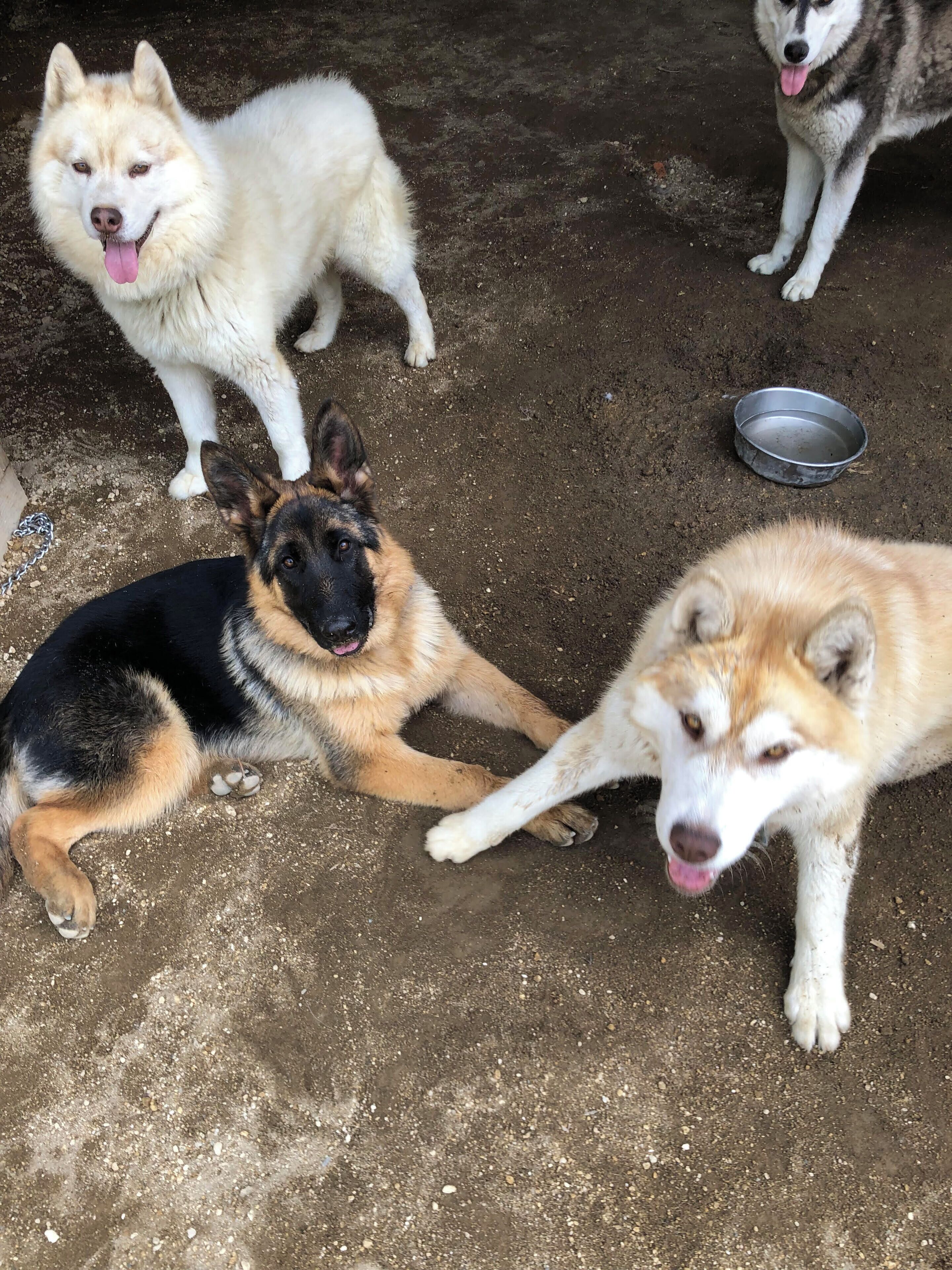 Quattro cani in un'area esterna con una ciotola di metallo a terra.