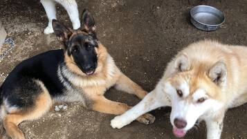 Quattro cani in un'area esterna con una ciotola di metallo a terra.