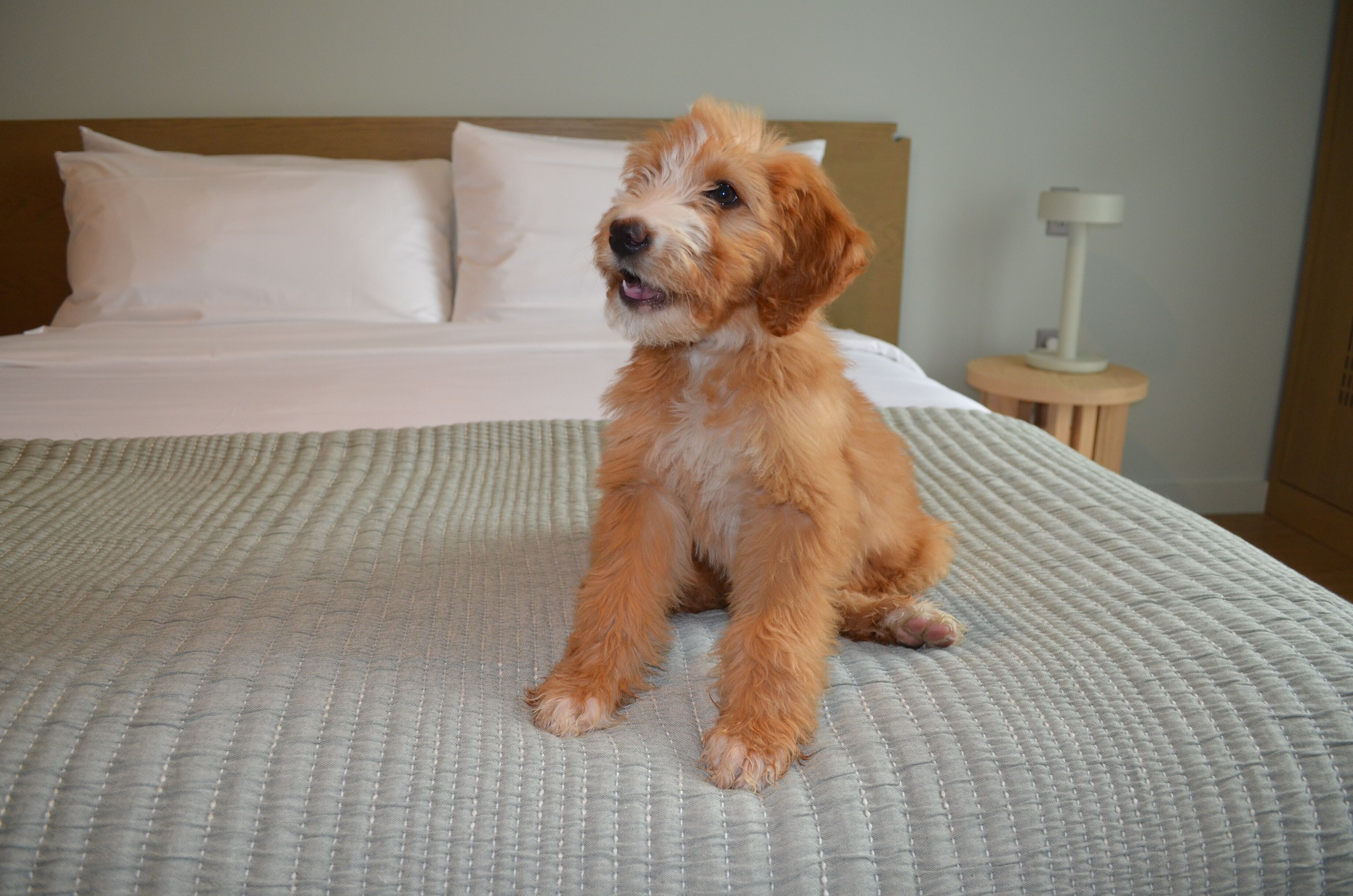 A puppy sitting on a bed with a headboard and a bedside lamp.