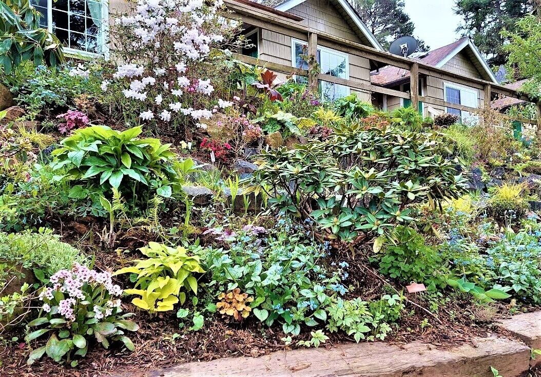A garden with a variety of plants and flowers, a wooden fence, and a house with a satellite dish in the background.