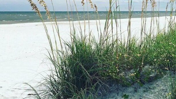A beach with tall grasses and a clear view of the ocean. - Waterfront Cozy Unit Bay St Louis / kayaks &dock (Bay St. Louis)