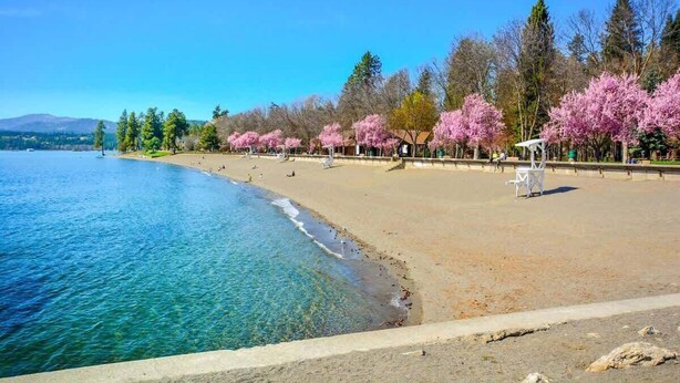 A beach with clear blue water, a sandy shore, and cherry blossom trees lining the path.