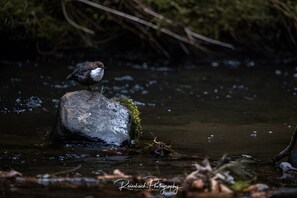 Miscellaneous - Holiday Apartment 'Denkmal an Urlaub' in Saxon Switzerland (Bad Schandau)