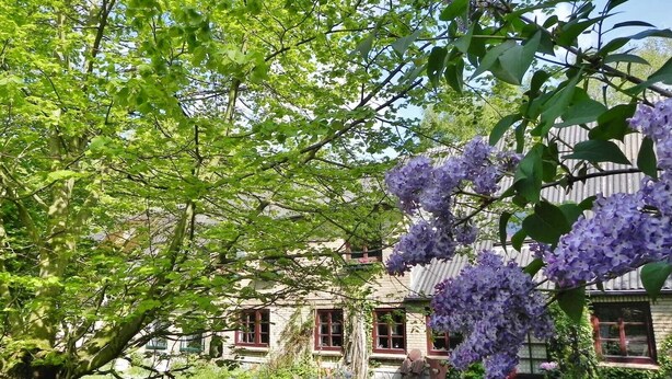 A house with a garden, a tree with purple flowers, and a hanging lantern. - Holiday Apartment Mulleby with Shared Garden and Wi-Fi (Süderhackstedt)