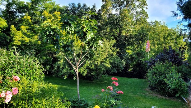 Un jardin avec différentes plantes et fleurs, une pelouse et des arbres en arrière-plan.