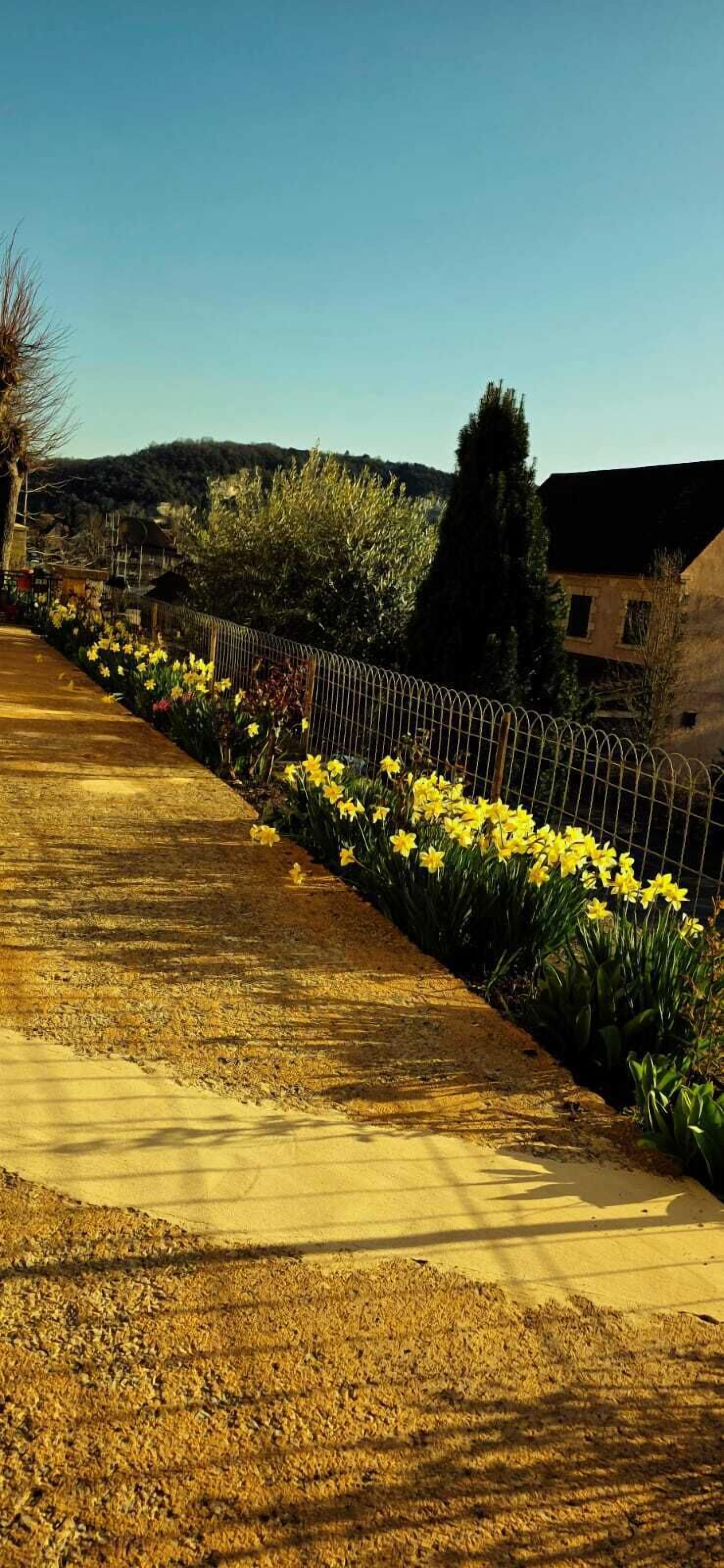 En asfalterad gångväg kantad av gula blommor och ett staket av metall leder fram till en byggnad med ett mörkt tak.