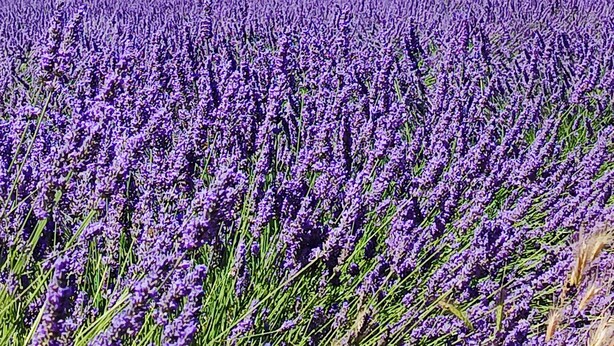 A stone building with a tiled roof, surrounded by a field of lavender.