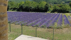 A view of a lavender field with a stone wall and a metal fence in the foreground.
