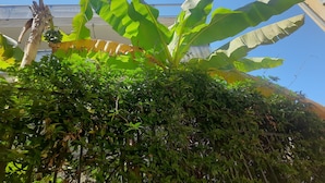 En frodig trädgård med bananplantor och tät växtlighet.