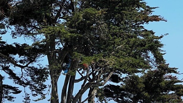 Une vue sur la côte, avec un grand arbre au premier plan, une plage et un bateau au loin.