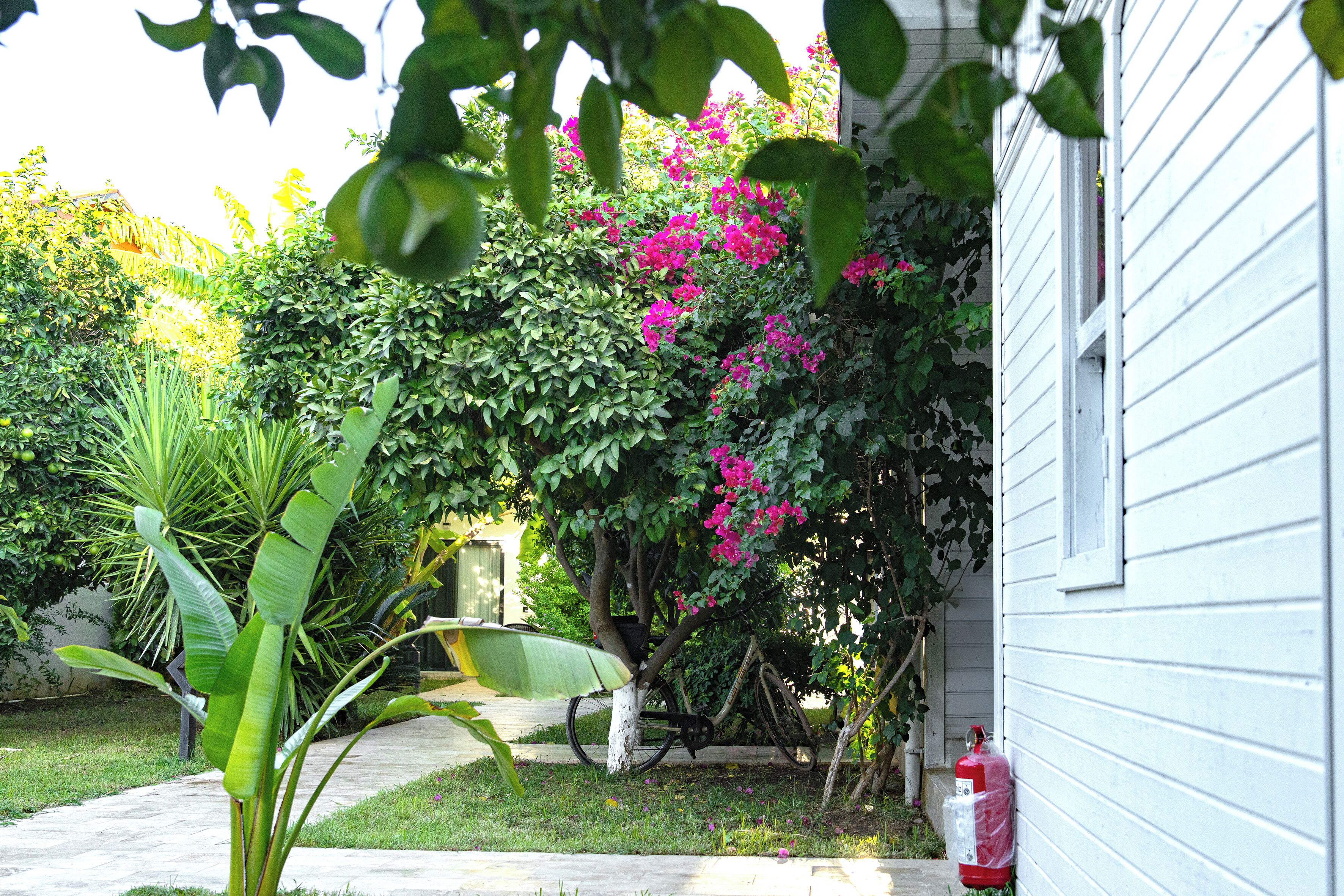 A house with a fire extinguisher mounted on the exterior wall, surrounded by lush greenery and flowering plants.
