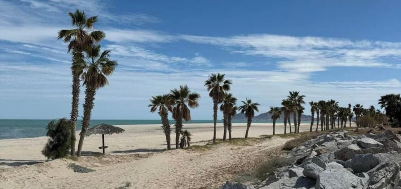 Une plage bordée de palmiers, sous un ciel dégagé.