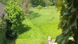 Vista a través de una ventana que muestra follaje verde, un campo de hierba y árboles al fondo.