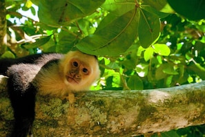 Um macaco em um galho com folhas verdes ao fundo.