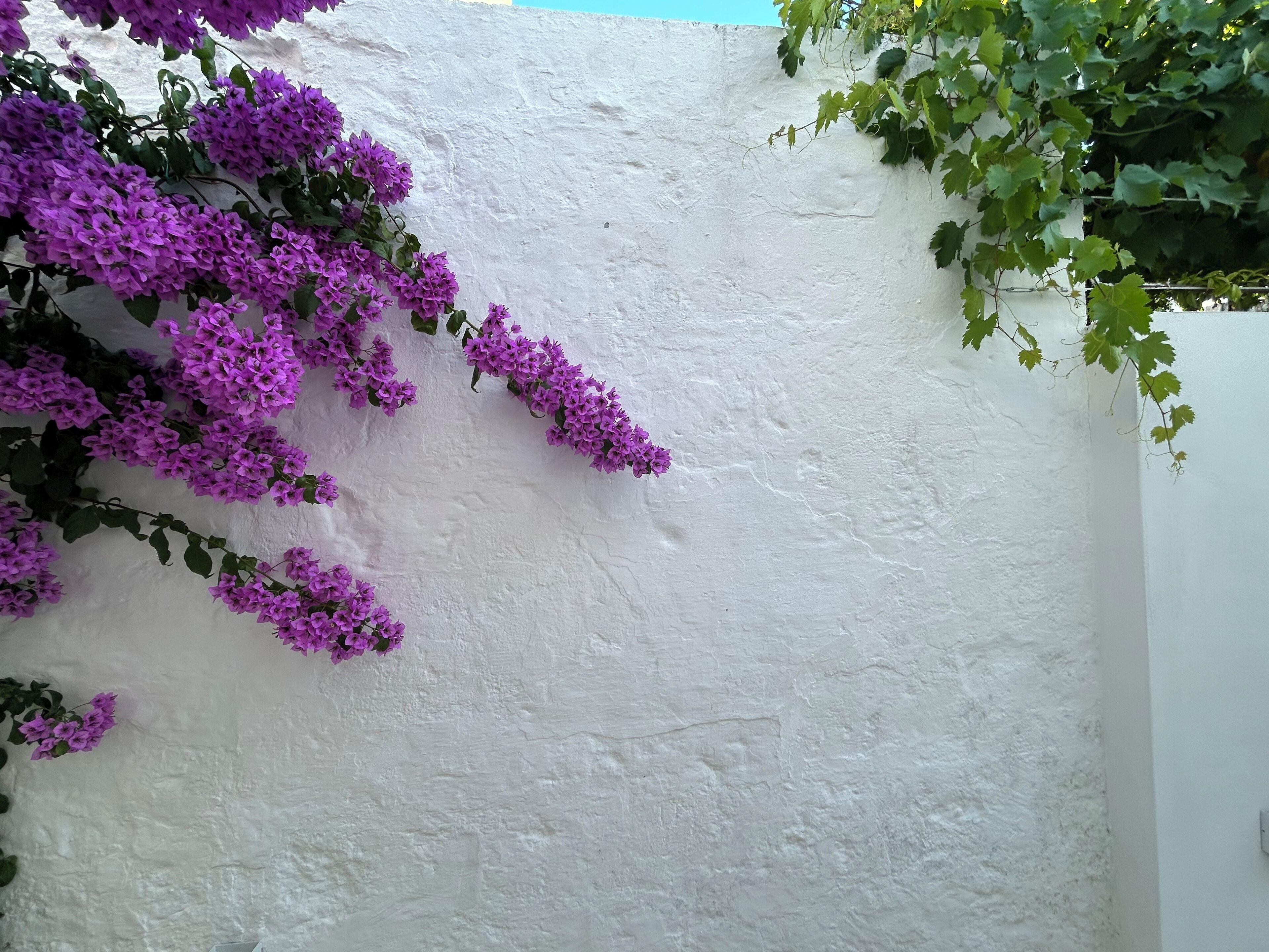 Una pared blanca con textura, flores púrpuras y hojas verdes.
