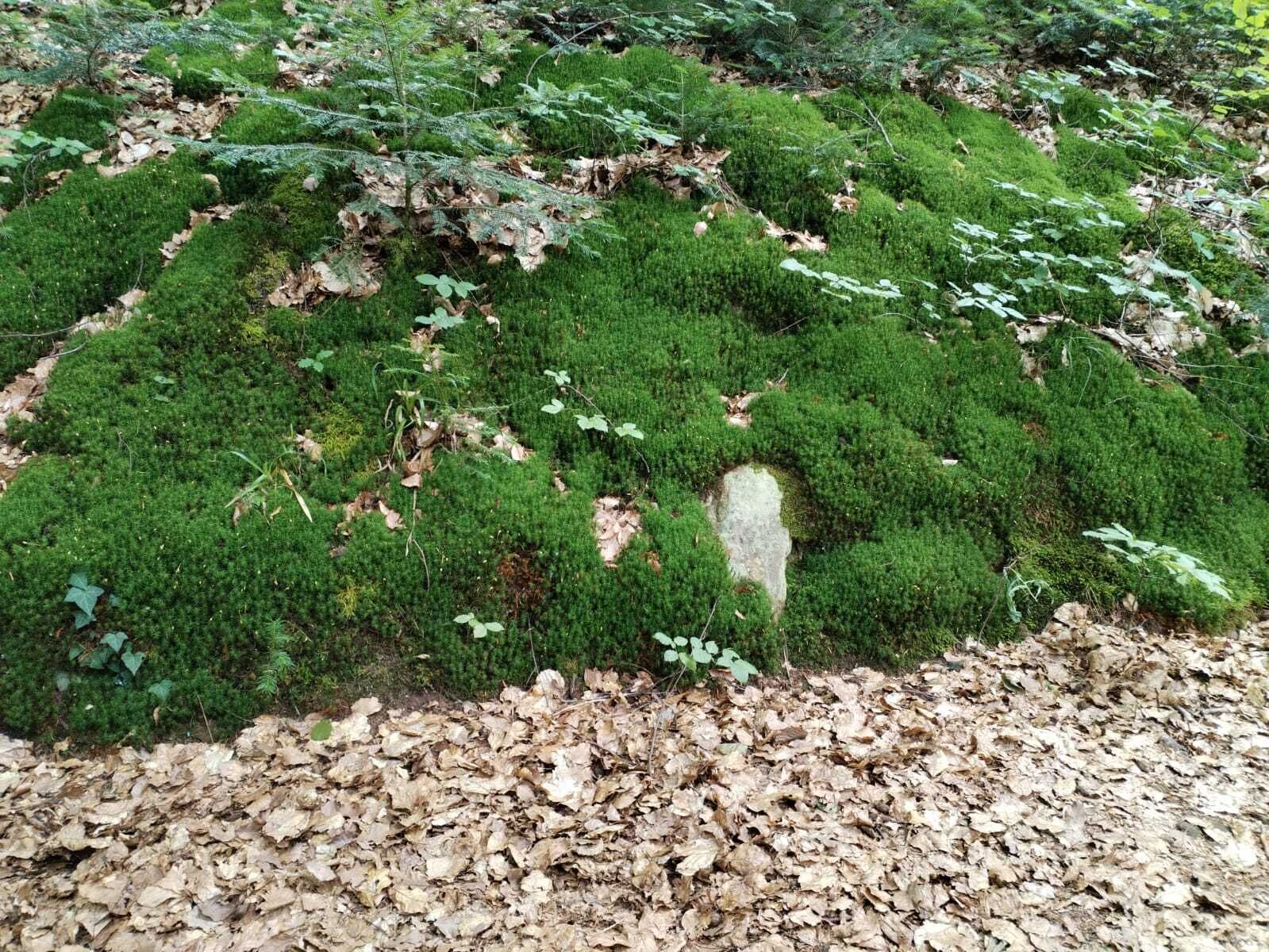A moss-covered ground with patches of grass and scattered leaves.