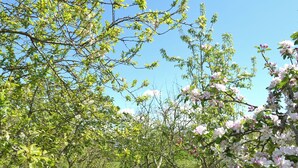 A lush orchard with blooming trees and a clear blue sky.