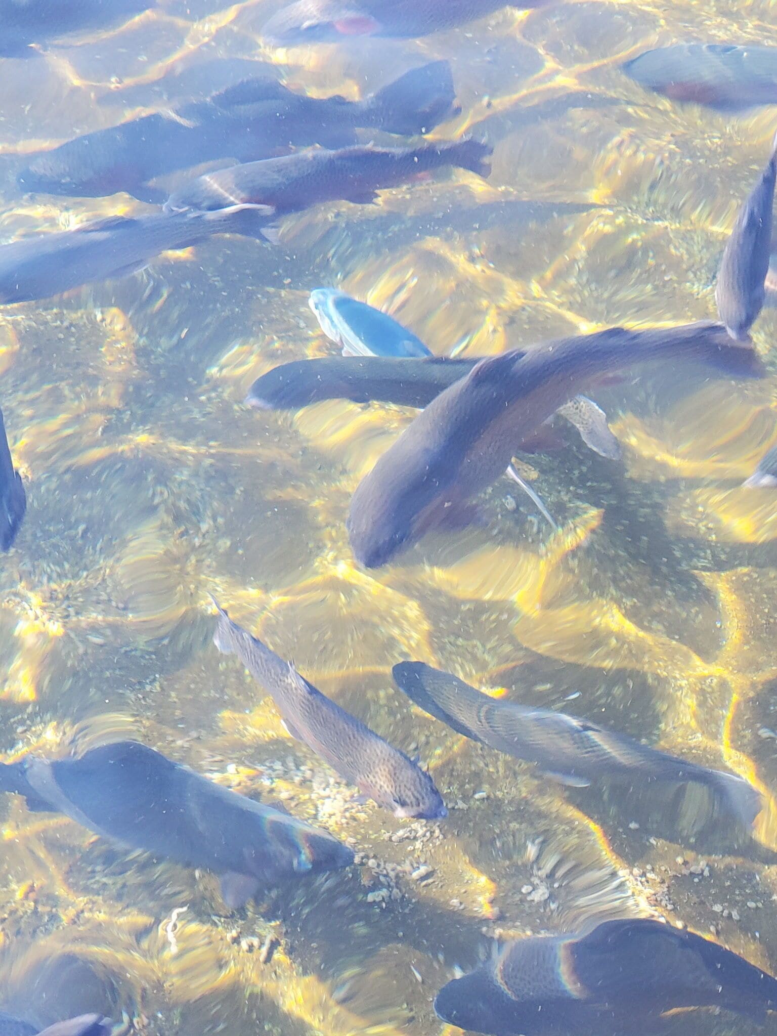 Un gruppo di pesci che nuota in acqua limpida.