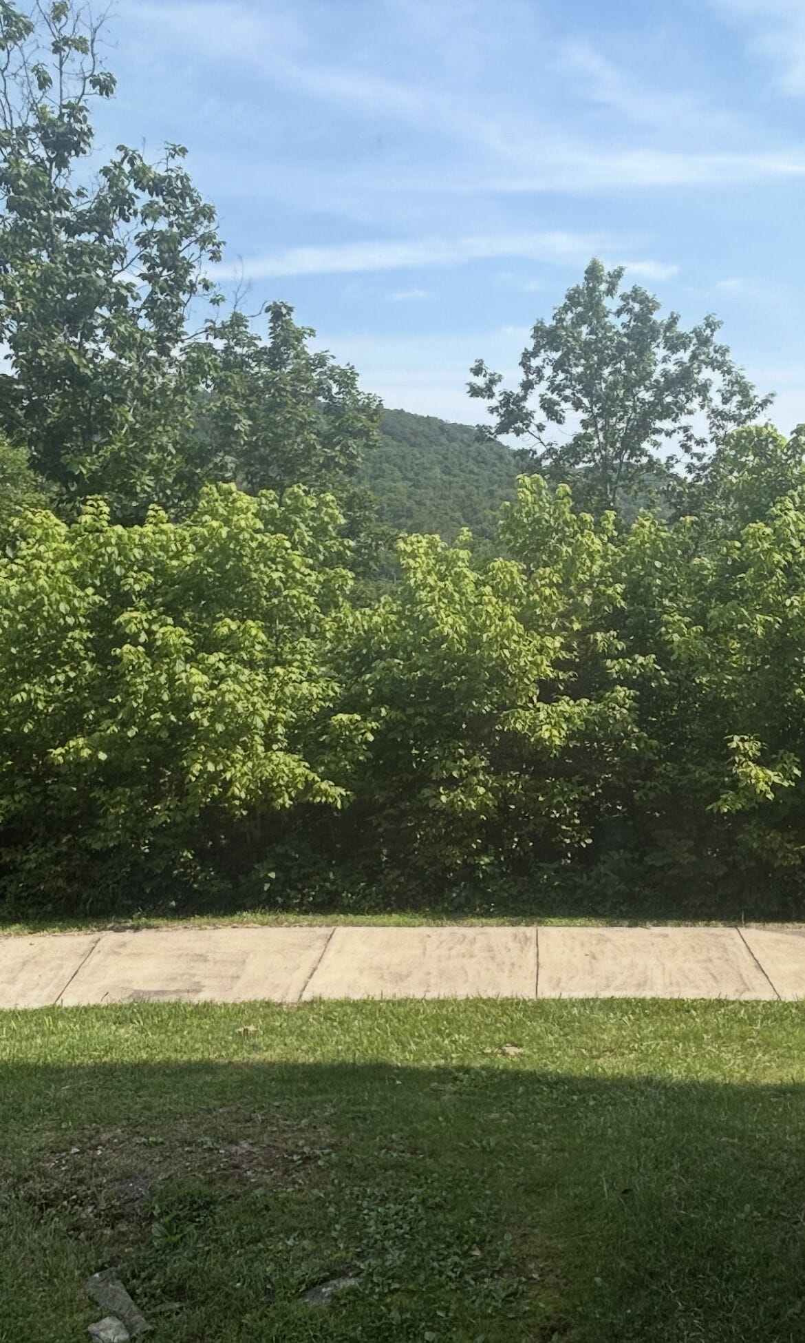 Un espacio cubierto de césped con un sendero de hormigón y abundante vegetación verde.