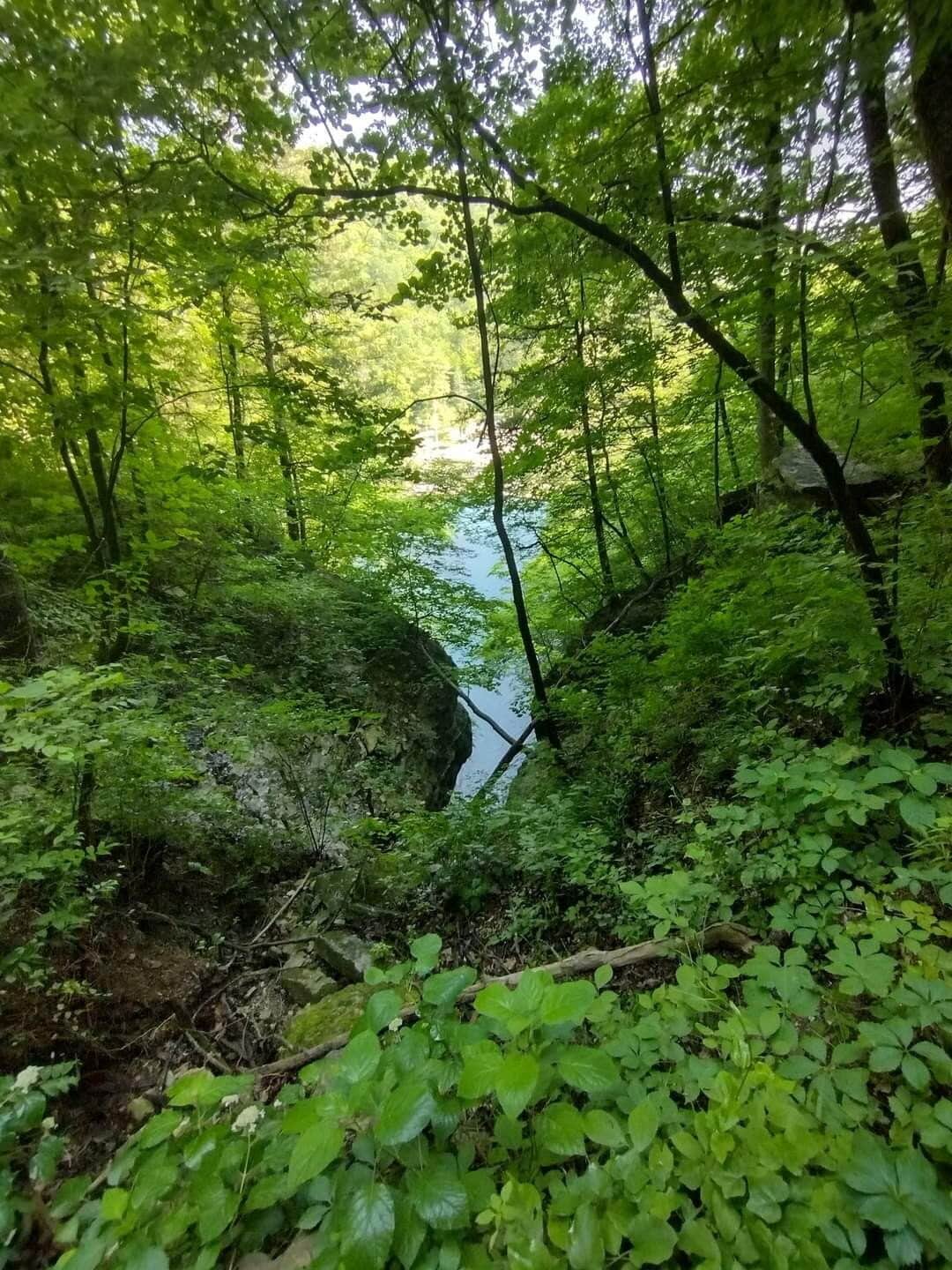 A dense forest with a river in the background.