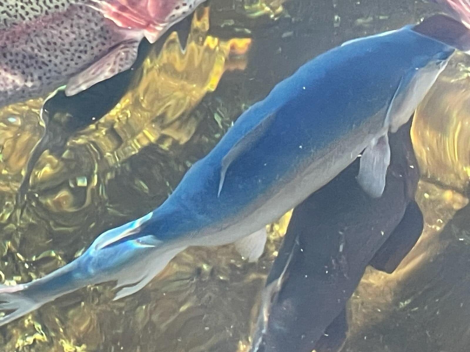 A fish swimming in clear water.