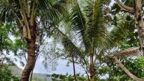 A stone pathway leading through a lush garden with palm trees and a river in the background. - Yaxlik River lodge (San Agustin Lanquin)